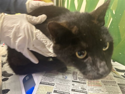 ANISE, Senior Domestic Short Hair (medium coat), cat for adoption in Ocoee, Florida