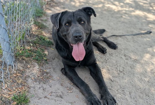 HENRY, an adoptable Mastiff in Ocala, FL