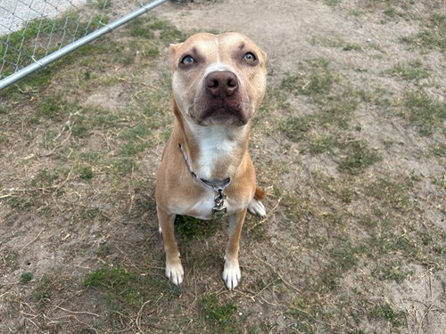 WILLOW, an adoptable American Pit Bull Terrier in Ocala, FL