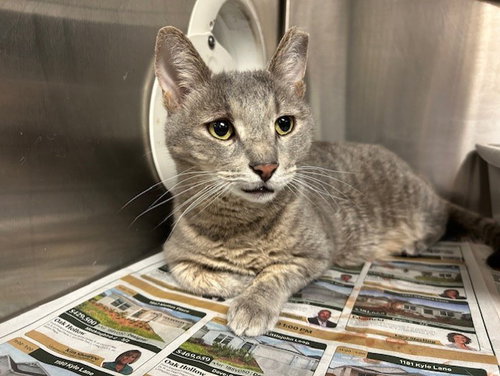 picture of the cat needing adoption