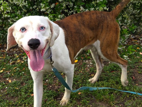 SLUSHIE, an adoptable Catahoula Leopard Dog in Ocala, FL