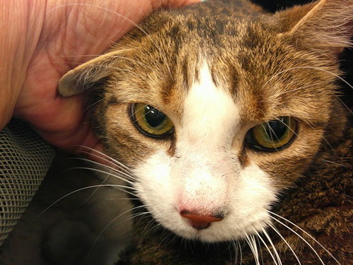 picture of the cat needing adoption
