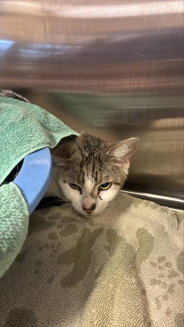 picture of the cat needing adoption