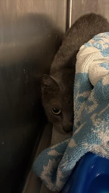 picture of the cat needing adoption