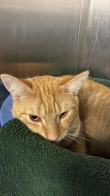 picture of the cat needing adoption