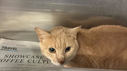 picture of the cat needing adoption