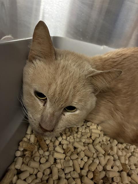 LINUS, Young Domestic Short Hair (medium coat), cat for adoption in Ocoee, Florida