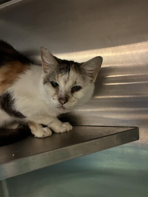 SODA POP, Young Domestic Short Hair (medium coat), cat for adoption in Ocoee, Florida