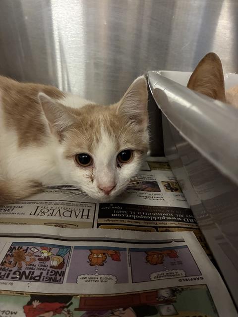 picture of the cat needing adoption