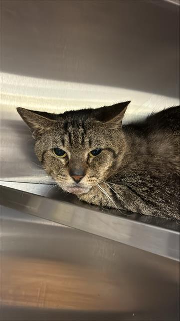 picture of the cat needing adoption