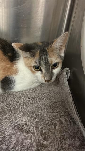 picture of the cat needing adoption