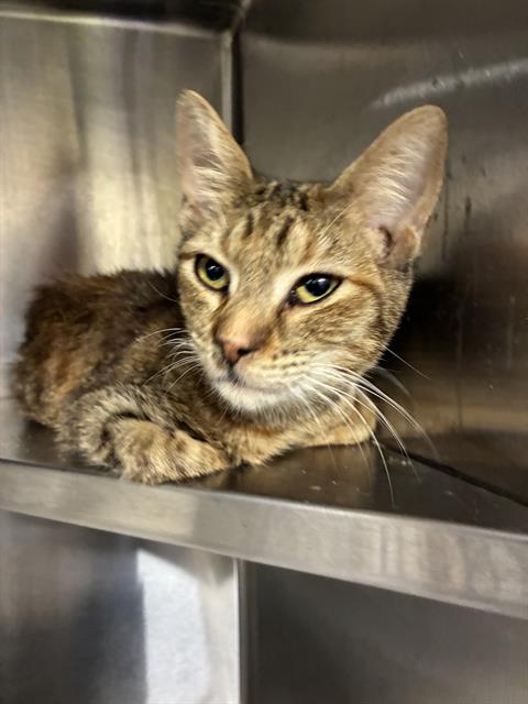 picture of the cat needing adoption