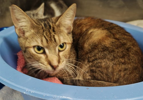 ZELDA, Young Domestic Short Hair (medium coat), cat for adoption in Ocoee, Florida