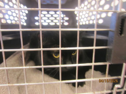 picture of the cat needing adoption