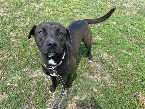 MOKU, an adoptable Labrador Retriever in Ocala, FL