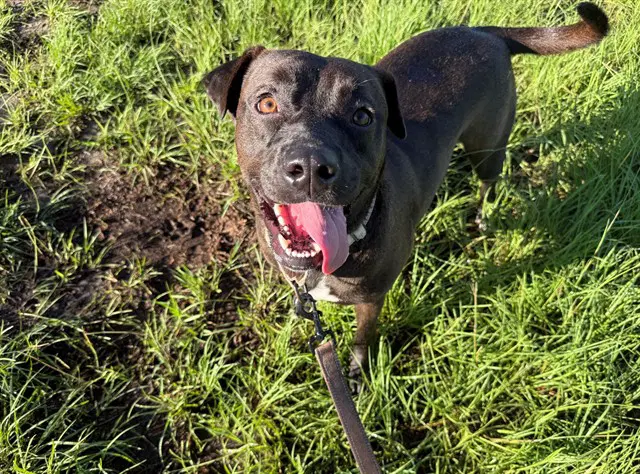 Moku - Labrador Retriever