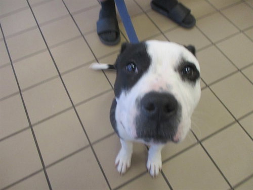 DOUGAL, an adoptable Staffordshire Bull Terrier in Ocala, FL