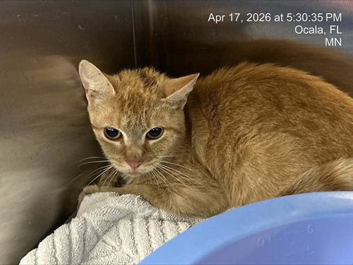JORDIE, Baby Domestic Short Hair (medium coat), cat for adoption in Ocoee, Florida