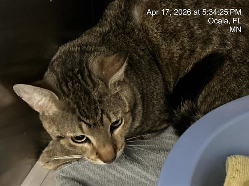 BIGGIE SMALLS, Young Domestic Short Hair (medium coat), cat for adoption in Ocoee, Florida
