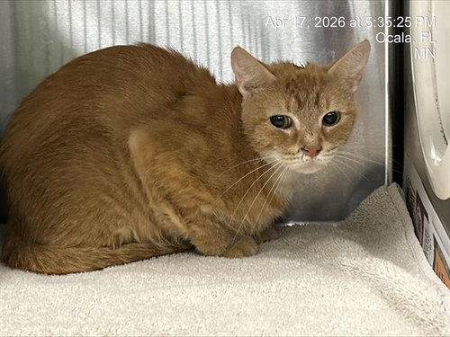 JAZZIE, Baby Domestic Short Hair (medium coat), cat for adoption in Ocoee, Florida