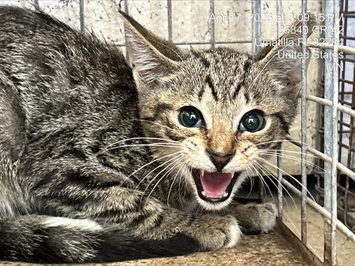 EUGENIE, Baby Domestic Short Hair (medium coat), cat for adoption in Ocoee, Florida