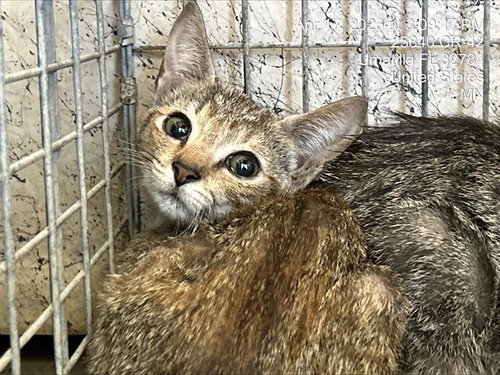 PRISSY, Baby Domestic Short Hair (medium coat), cat for adoption in Ocoee, Florida