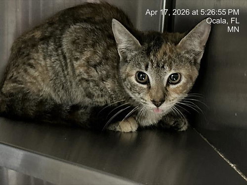 LIMA BEAN, Young Domestic Short Hair (medium coat), cat for adoption in Ocoee, Florida
