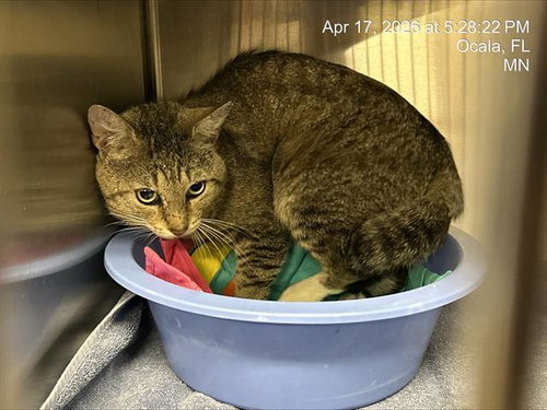 HERMAN, Adult Domestic Short Hair (medium coat), cat for adoption in Ocoee, Florida