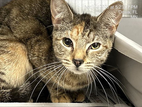 PINTO, Baby Domestic Short Hair (medium coat), cat for adoption in Ocoee, Florida