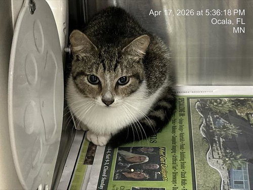 MACK, Young Domestic Short Hair (medium coat), cat for adoption in Ocoee, Florida
