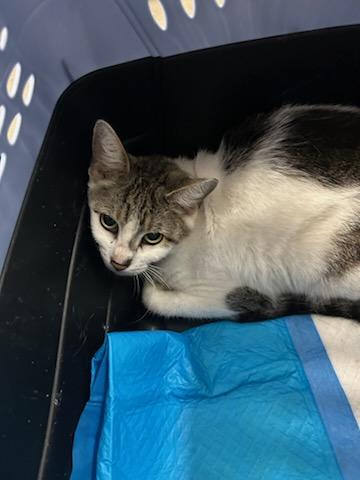 CHARLIE BROWN, Young Domestic Short Hair (medium coat), cat for adoption in Ocoee, Florida