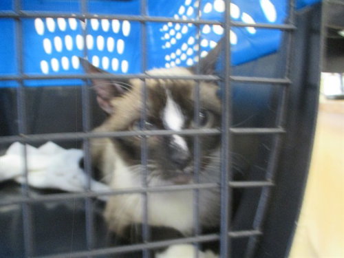 LUCY, Adult Domestic Short Hair (medium coat), cat for adoption in Ocoee, Florida