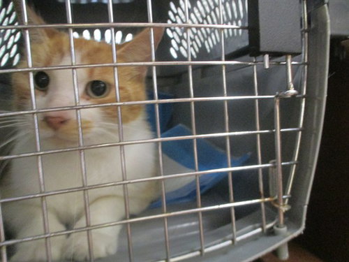 BUSTER, Adult Domestic Short Hair (medium coat), cat for adoption in Ocoee, Florida