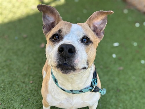 GINGER, an adoptable American Pit Bull Terrier in Ocala, FL