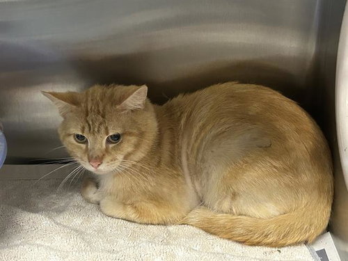 FOOSE, Adult Domestic Short Hair (medium coat), cat for adoption in Ocoee, Florida
