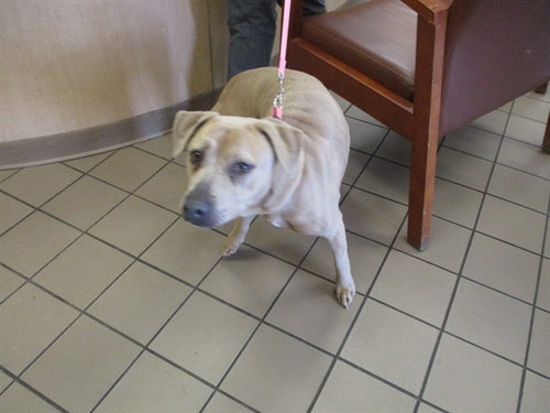 RUBY, an adoptable Labrador Retriever in Ocala, FL