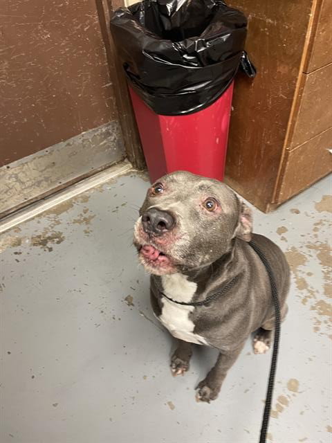 BENNY, an adoptable American Pit Bull Terrier in Ocala, FL