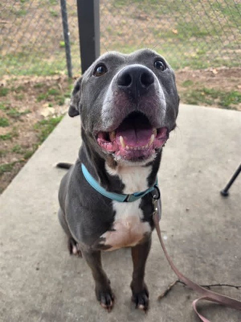 BENNY, an adoptable American Pit Bull Terrier in Ocala, FL