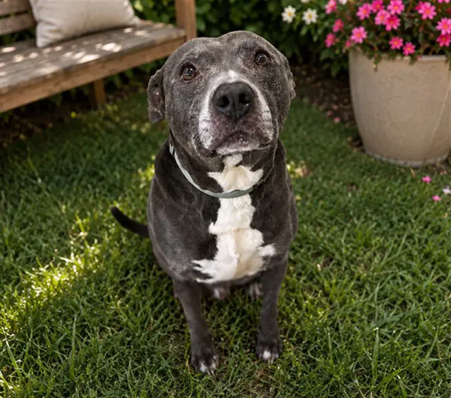 Benny - American Pit Bull Terrier
