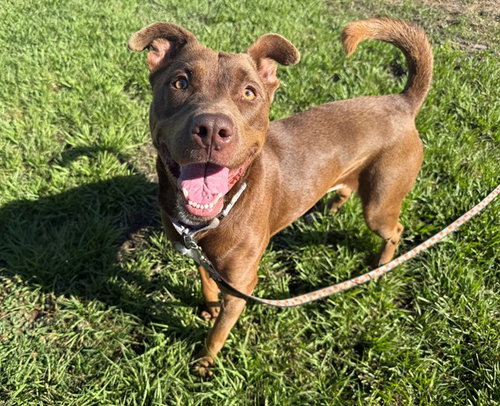 BRIAR, an adoptable Labrador Retriever in Ocala, FL