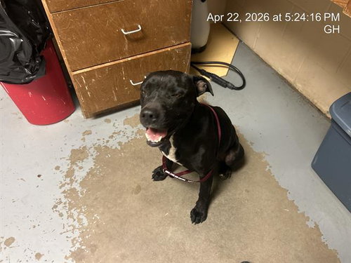 STETSON, an adoptable American Pit Bull Terrier in Ocala, FL
