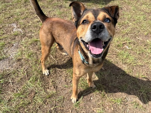 KIP, an adoptable Black Mouth Cur in Ocala, FL