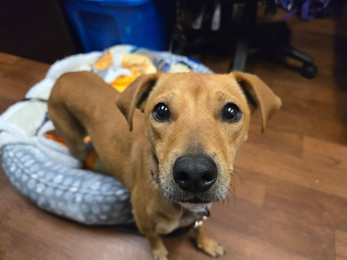 PIPPIE, an adoptable Chihuahua in Ocala, FL