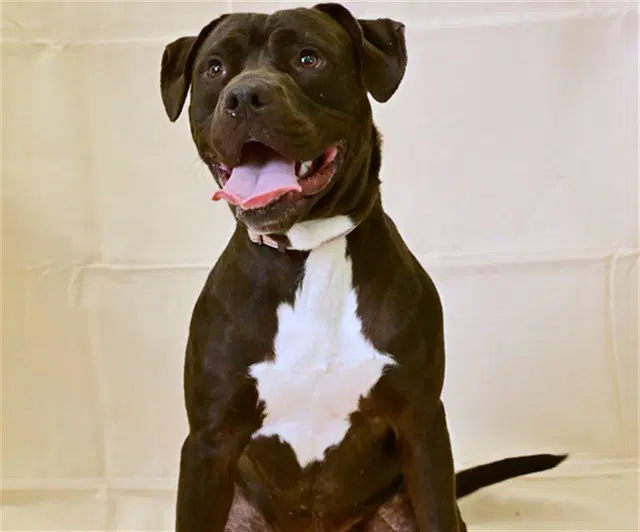 Baron - American Pit Bull Terrier