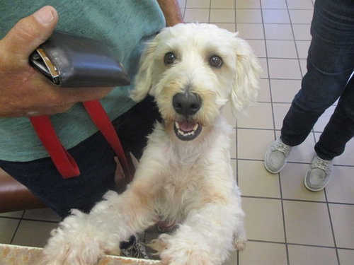 A379768, an adoptable Poodle in Ocala, FL
