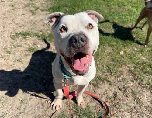 TYSON, an adoptable American Pit Bull Terrier in Ocala, FL