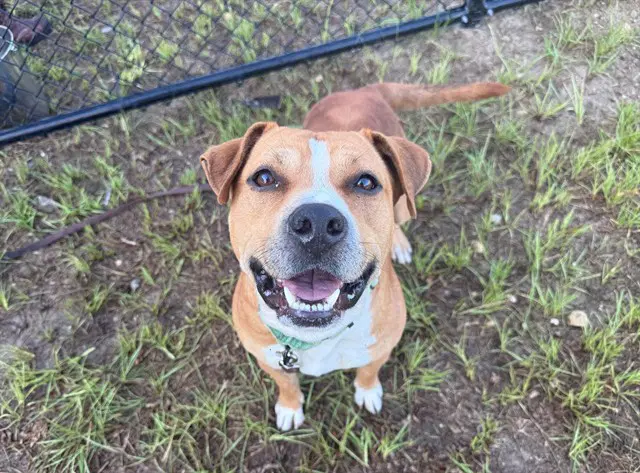 Andy - American Staffordshire Terrier