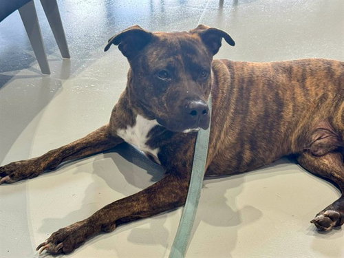 RUBERT, a dog for adoption from Marion County Animal Services
