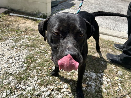 PANDORA, an adoptable American Pit Bull Terrier in Ocala, FL