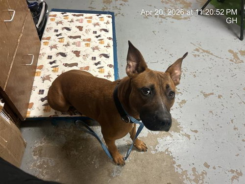 BAILEY GIRL, an adoptable American Pit Bull Terrier in Ocala, FL